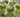 Kiwi Mint Mojito