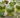 Kiwi Mint Mojito